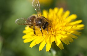 Biene auf Löwenzahn, © istock/AlekZotoff
