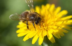 Nahaufnahme einer Biene, die auf einer geöffneten Löwenzahnblüte sitzt