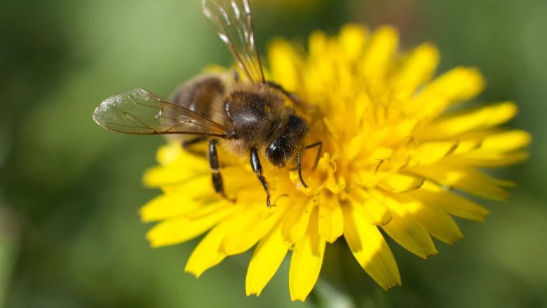 Nahaufnahme einer Biene, die auf einer geöffneten Löwenzahnblüte sitzt