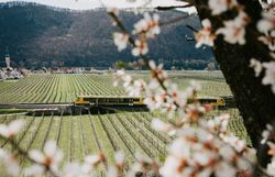 Wachaubahn zur Marillenblüte mit Blick auf die Weingärten und die Donau