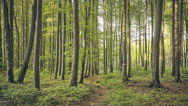 Blick auf Bäume im Wienerwald