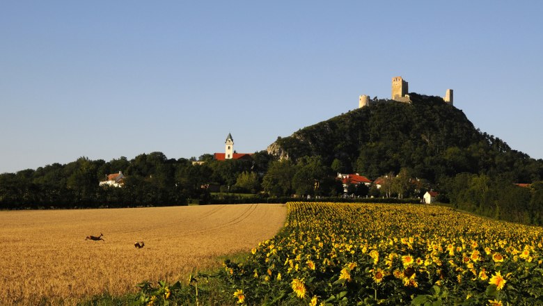Burgruine Staatz, © Weinviertel Tourismus /Mandl