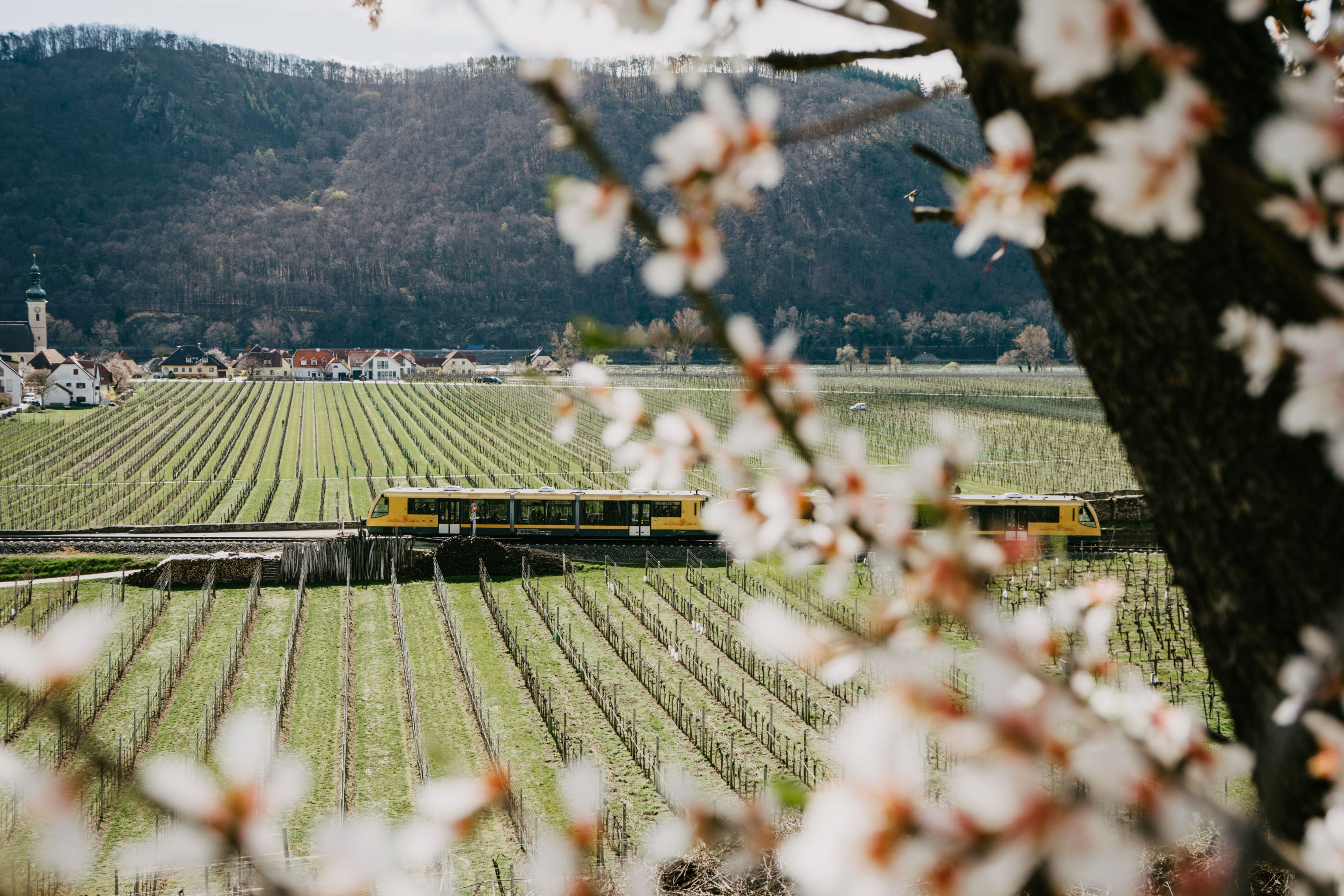 Wachaubahn zur Marillenblüte mit Blick auf die Weingärten und die Donau